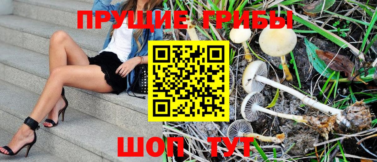 Псилоцибиновые грибы Psilocybe  Вход с VPN  Галлюциногенные грибы мицелий  Тамбов 